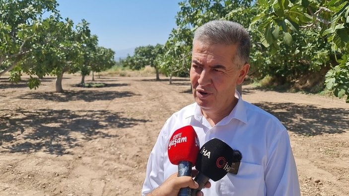 Aydın’da taze incirde hasat sezonu başladı -7