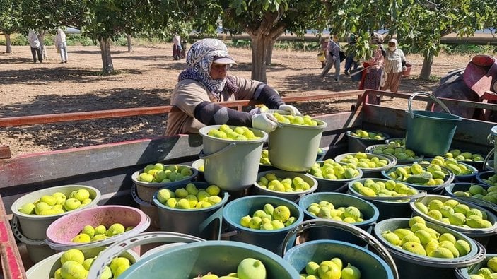 Aydın’da taze incirde hasat sezonu başladı -10