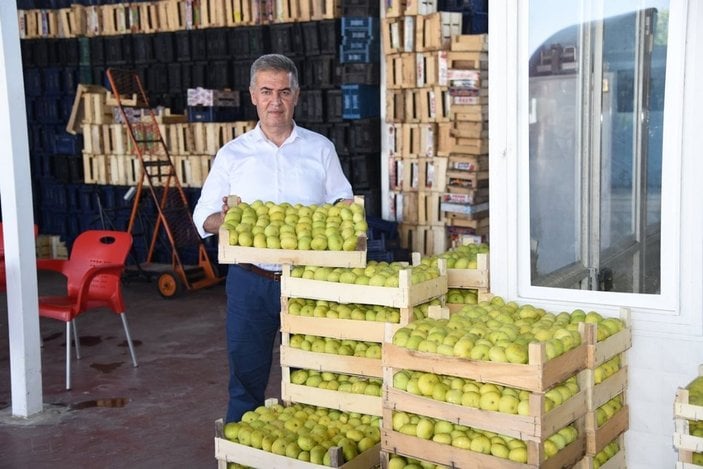 Aydın’da taze incirde hasat sezonu başladı -1