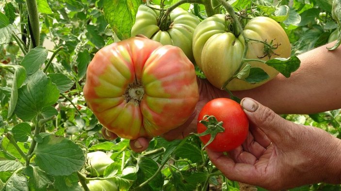 Bu domatesin tanesi 1 kilo geliyor, rengi ile dikkat çekiyor -1