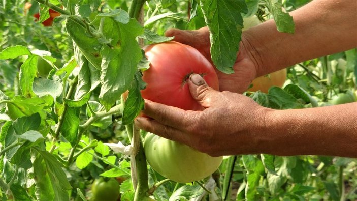 Bu domatesin tanesi 1 kilo geliyor, rengi ile dikkat çekiyor -2