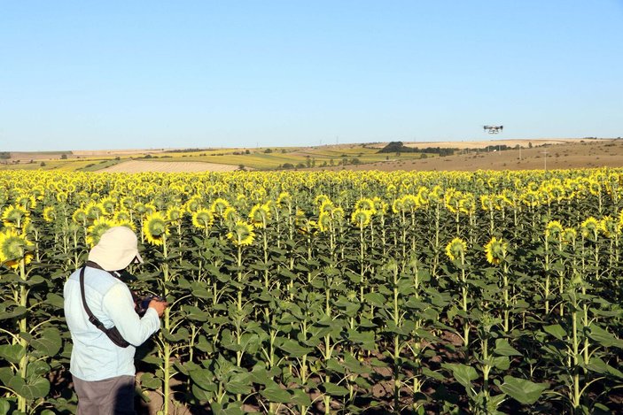 Edirne'de 100 bin dönüm ayçiçeği ekili alanda 'çayır tırtılı'na karşı mücadele tamamlandı -7