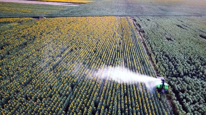 Edirne'de 100 bin dönüm ayçiçeği ekili alanda 'çayır tırtılı'na karşı mücadele tamamlandı -1