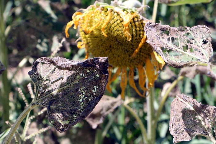 Edirne'de 100 bin dönüm ayçiçeği ekili alanda 'çayır tırtılı'na karşı mücadele tamamlandı -6