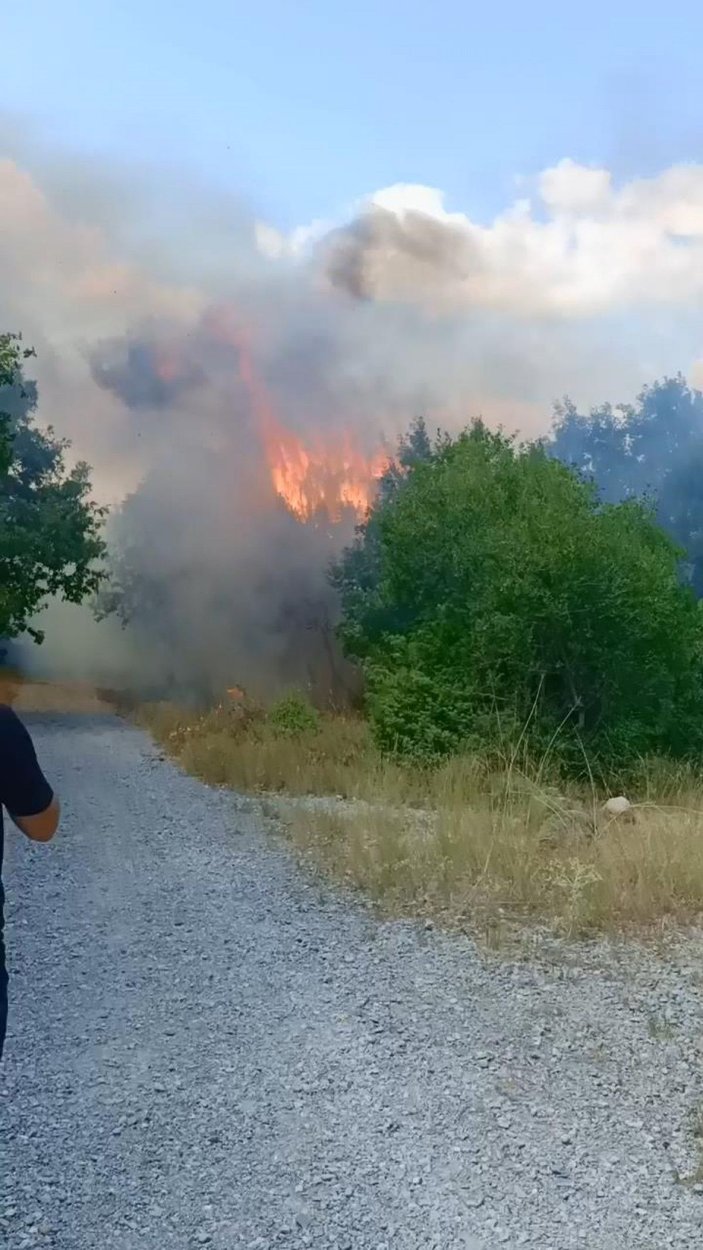 Bursa'da iki noktada orman yangını; kaplumbağayı alevlerden kurtardı -1