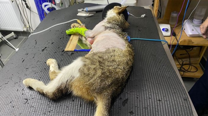 Karın şişkinliğiyle kliniğe getirdiği kedinin karnından tümör çıktı -1