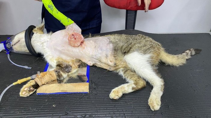 Karın şişkinliğiyle kliniğe getirdiği kedinin karnından tümör çıktı -2