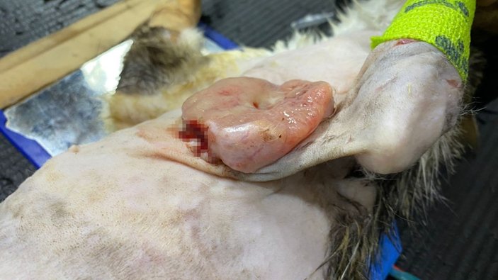 Karın şişkinliğiyle kliniğe getirdiği kedinin karnından tümör çıktı -3