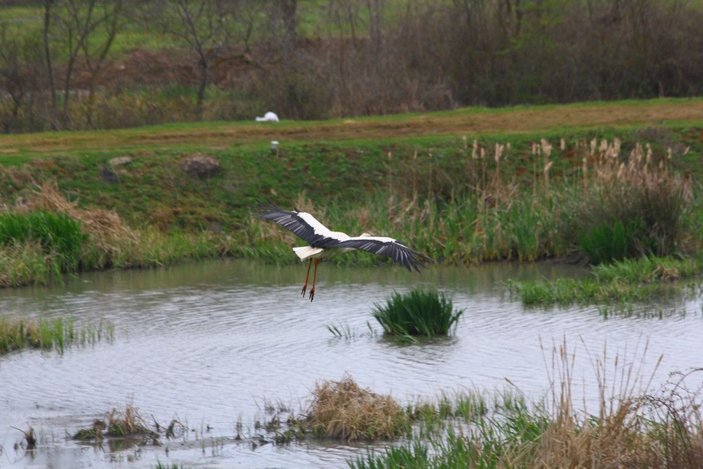 Riva'da göçmen kuşların konakladığı gölet kurudu -5