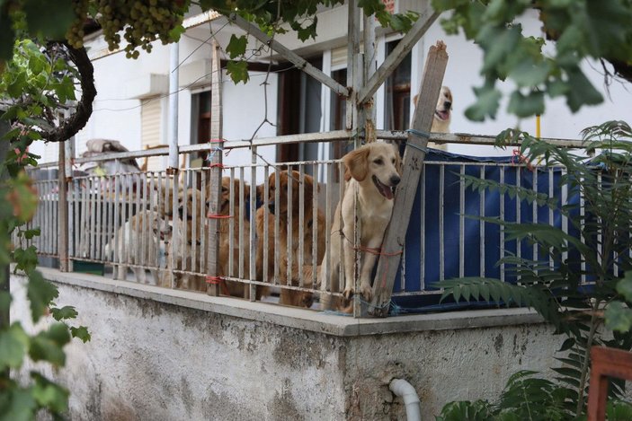 Aç kalan köpeklerin, kilitli tutuldukları evde birbirini öldürdüğü iddia edildi -1