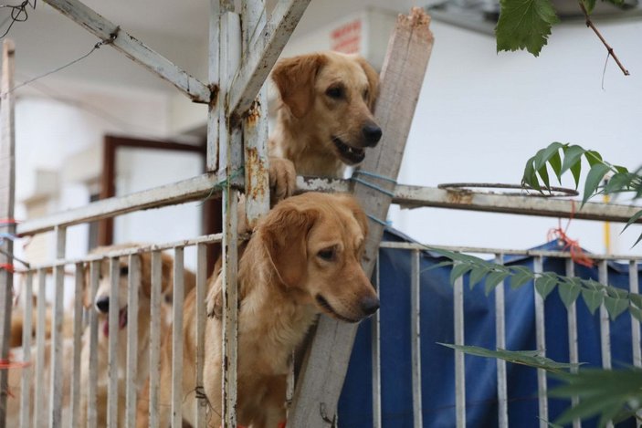 Aç kalan köpeklerin, kilitli tutuldukları evde birbirini öldürdüğü iddia edildi -6