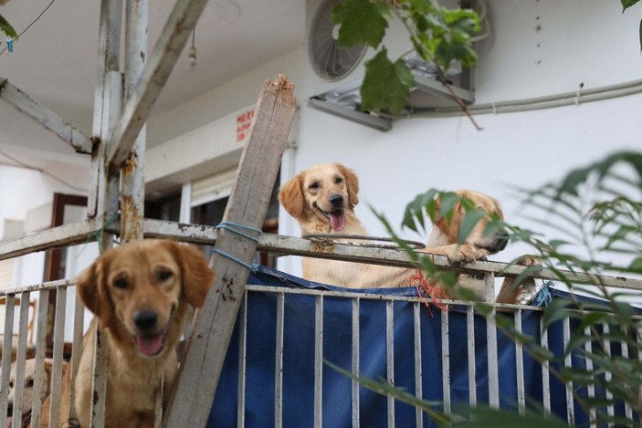 Aç kalan köpeklerin, kilitli tutuldukları evde birbirini öldürdüğü iddia edildi -4