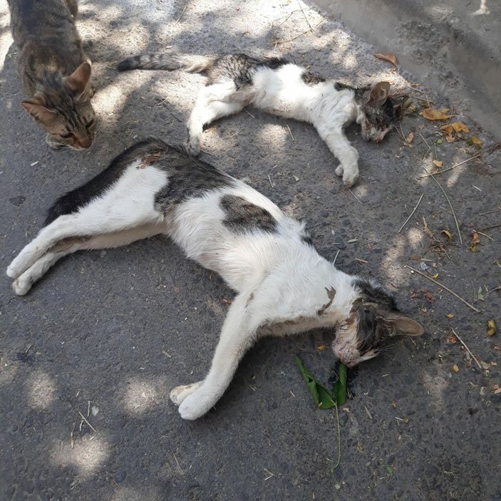 Manisa'da zehirlendikleri öne sürülen 15 kedi ile 1 köpek ölü bulundu -1