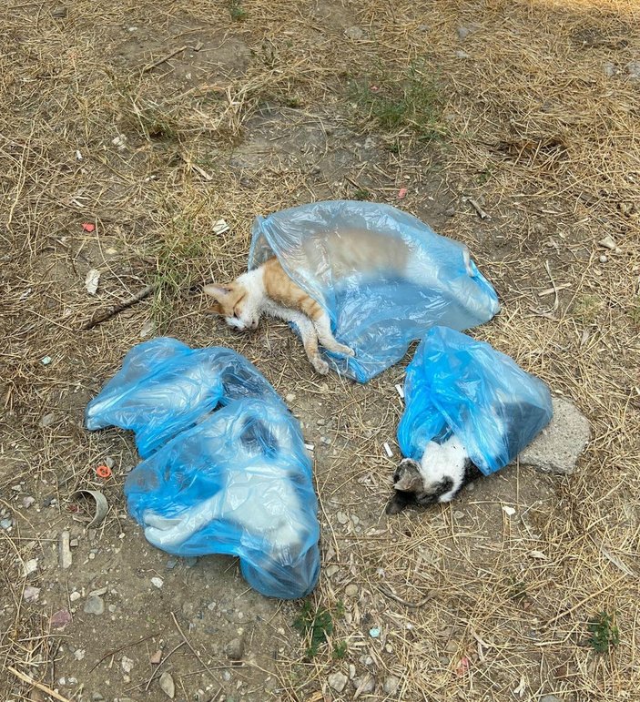 Manisa'da zehirlendikleri öne sürülen 15 kedi ile 1 köpek ölü bulundu -5