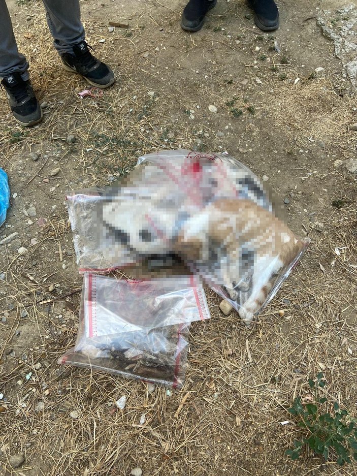 Manisa'da zehirlendikleri öne sürülen 15 kedi ile 1 köpek ölü bulundu -2