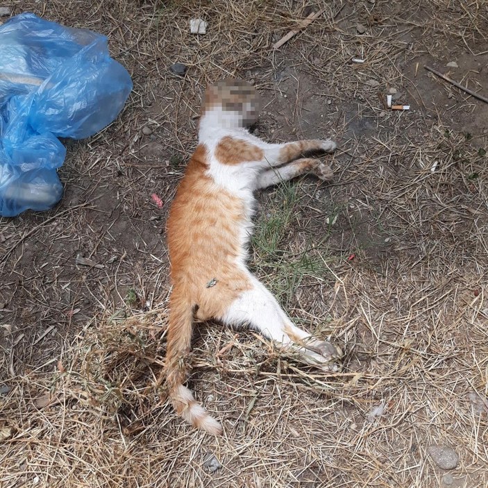 Manisa'da zehirlendikleri öne sürülen 15 kedi ile 1 köpek ölü bulundu -4