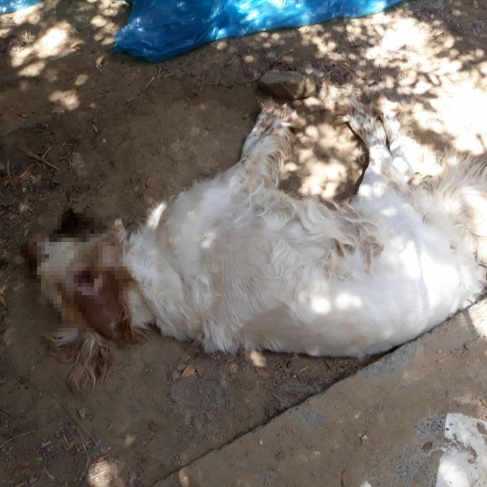 Manisa'da zehirlendikleri öne sürülen 15 kedi ile 1 köpek ölü bulundu -3