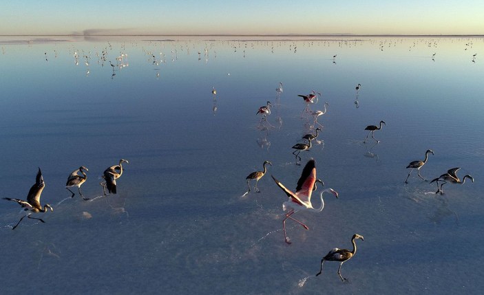 Bakan Kurum: Flamingolar kurtuldu, göçe hazırlanıyor -2