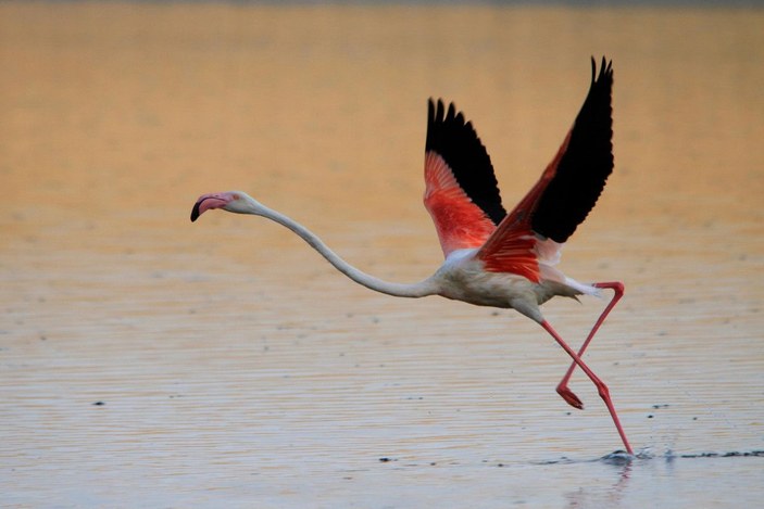 Bakan Kurum: Flamingolar kurtuldu, göçe hazırlanıyor -7