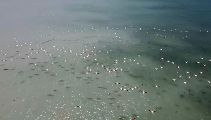 Arin Gölü'nü mesken tutan flamingolar, fotoğrafçıların kadrajında -8
