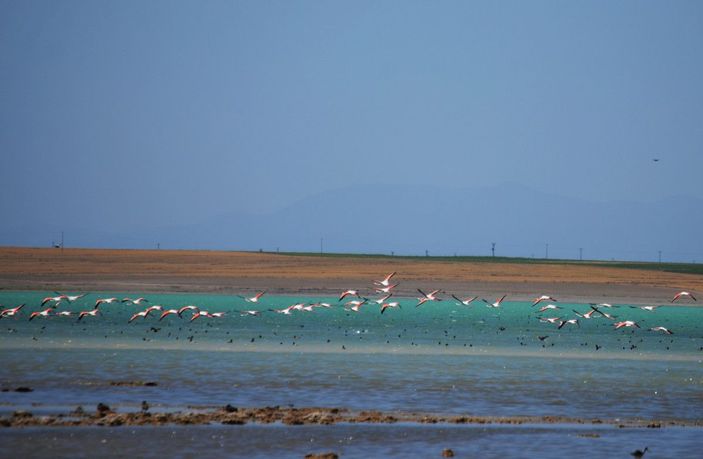 Arin Gölü'nü mesken tutan flamingolar, fotoğrafçıların kadrajında -3