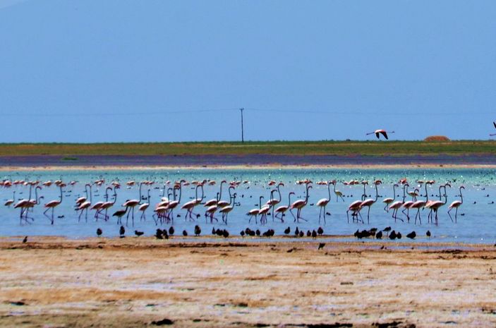 Arin Gölü'nü mesken tutan flamingolar, fotoğrafçıların kadrajında -4