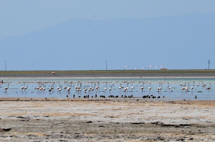 Arin Gölü'nü mesken tutan flamingolar, fotoğrafçıların kadrajında -1