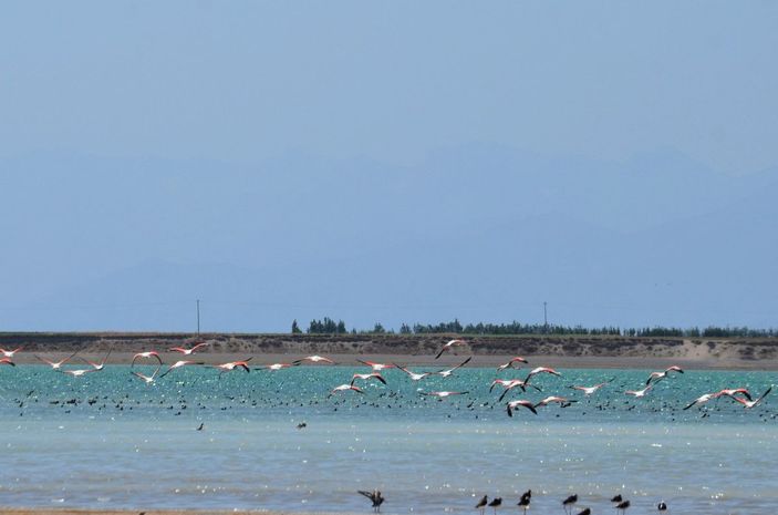 Arin Gölü'nü mesken tutan flamingolar, fotoğrafçıların kadrajında -5