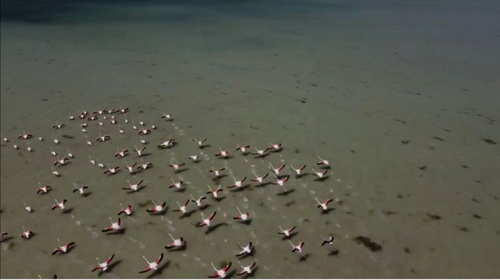 Arin Gölü'nü mesken tutan flamingolar, fotoğrafçıların kadrajında -7
