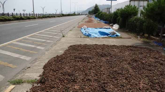 Trabzon'da fındık alımında 'kurutma' rötarı; sahil yolu harman oldu -7
