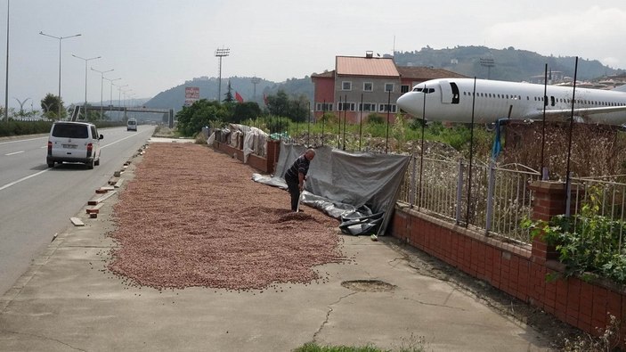 Trabzon'da fındık alımında 'kurutma' rötarı; sahil yolu harman oldu -3