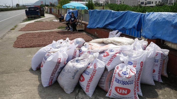 Trabzon'da fındık alımında 'kurutma' rötarı; sahil yolu harman oldu -5