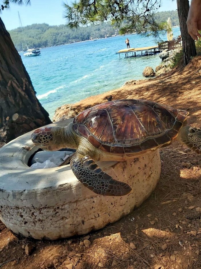 Deniz kaplumbağası Lara, 1 ayda 485 kilometre yol katetti -3