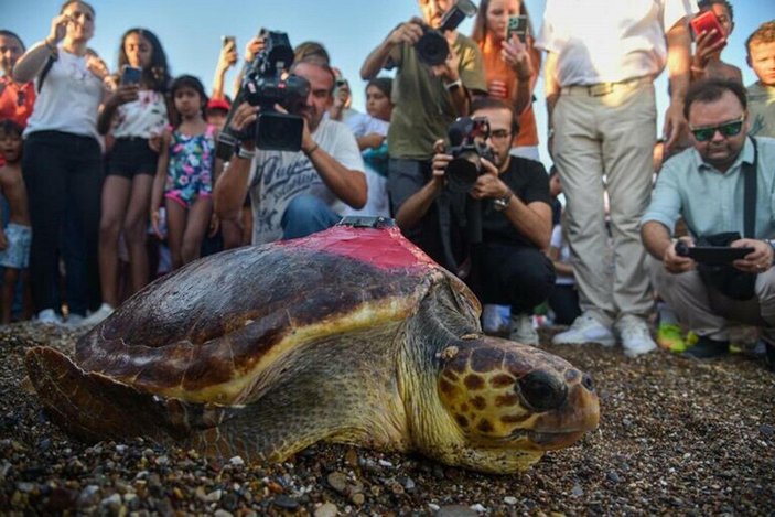 Deniz kaplumbağası Lara, 1 ayda 485 kilometre yol katetti -1