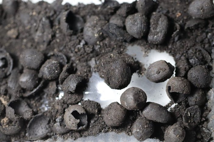 Kütahya Tavşanlı Höyük’te 4 bin 500 yıllık fındık kalıntıları bulundu