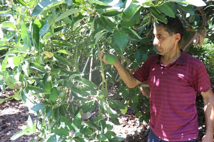 Türkiye’nin yüzde 70 avokado üretimi yapılan Alanya’da hasat heyecanı -1
