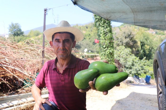 Türkiye’nin yüzde 70 avokado üretimi yapılan Alanya’da hasat heyecanı -5