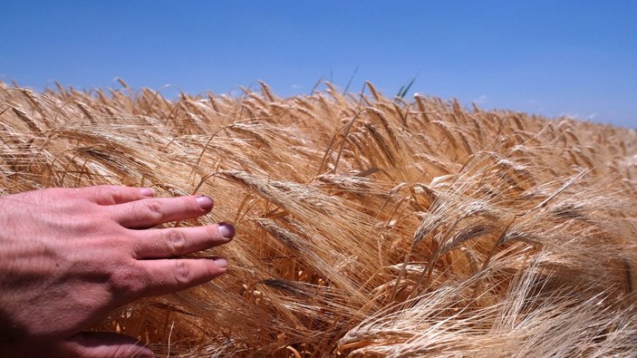 Türkiye'nin tahıl ambarında bu yıl hasat 2,2 milyon ton oldu -4