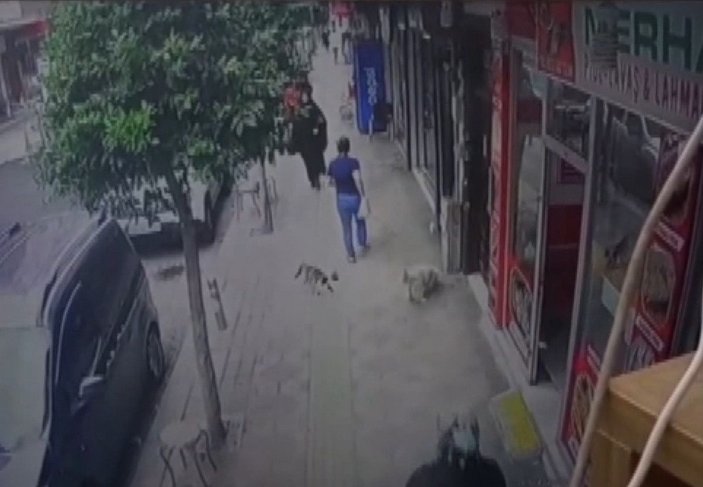 Güngören'de kedinin köpeğe saldırısı kamerada -1
