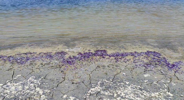 Burdur Gölü sahili mor renge büründü -3