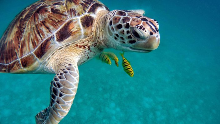 Eti, kemiği ve kabuğu için 30 yılda 1.1 milyon deniz kaplumbağası öldürüldü -2