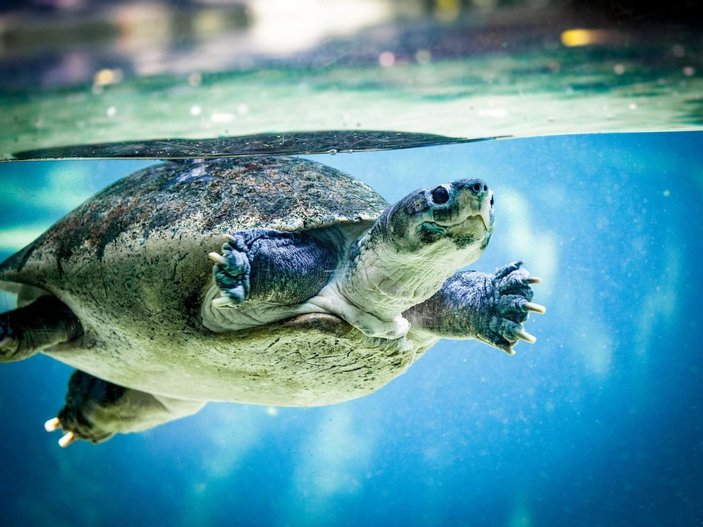 Eti, kemiği ve kabuğu için 30 yılda 1.1 milyon deniz kaplumbağası öldürüldü -1