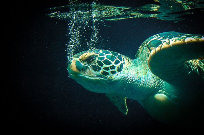 Eti, kemiği ve kabuğu için 30 yılda 1.1 milyon deniz kaplumbağası öldürüldü -3