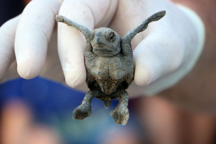 Turistler deniz kaplumbağalarının yuvadan çıkışını izledi -5