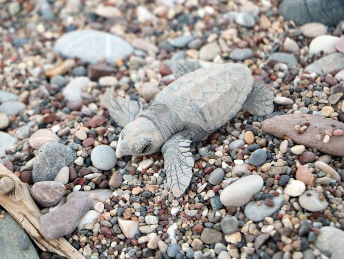 Turistler deniz kaplumbağalarının yuvadan çıkışını izledi -6