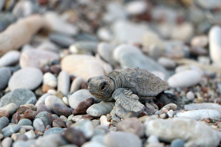 Turistler deniz kaplumbağalarının yuvadan çıkışını izledi -7