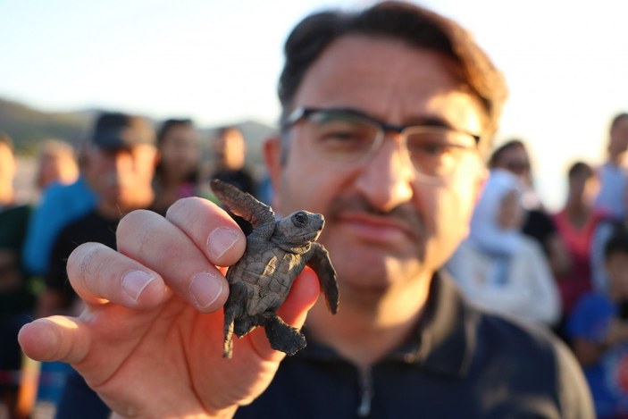 Turistler deniz kaplumbağalarının yuvadan çıkışını izledi -1