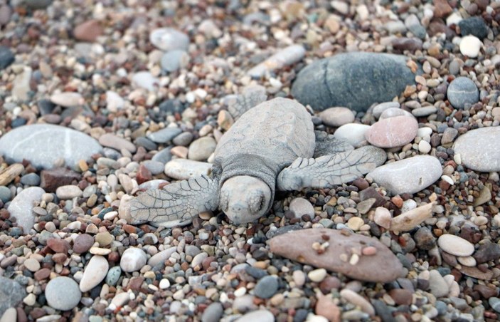Turistler deniz kaplumbağalarının yuvadan çıkışını izledi -8