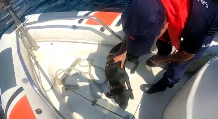 Denizde kaybolan köpeği Sahil Güvenlik kurtardı -7
