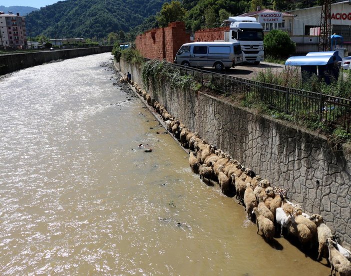 Trabzon'da çoban uyudu, küçükbaş sürüsü derede mahsur kaldı